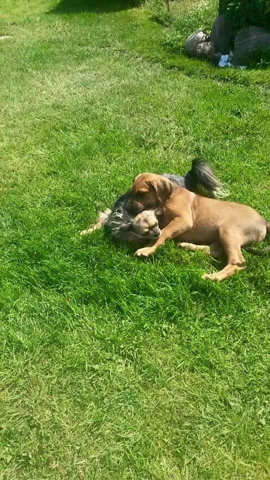 Blanding af racer Askgaards Lillelys - første leg med storebror feifel billede 5