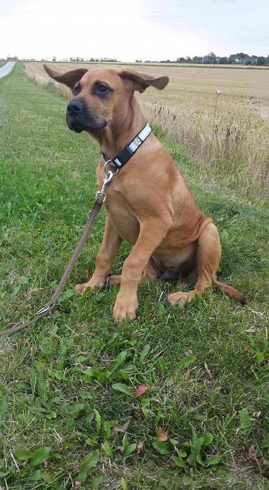 Blanding af racer Askgaards Lillelys billede 10