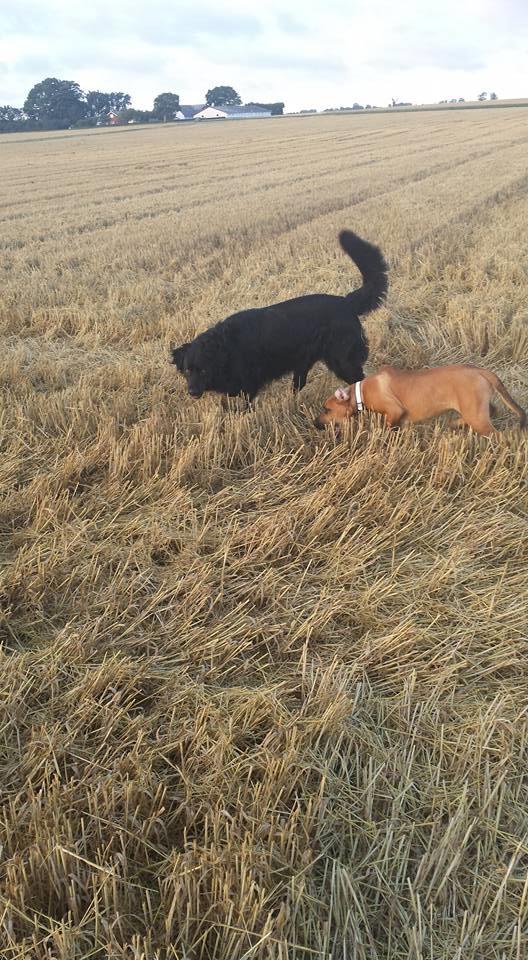 Blanding af racer Askgaards Lillelys - Askgaard er med Samson i marken billede 9