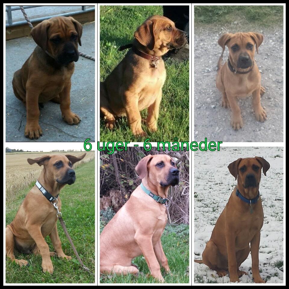 Blanding af racer Askgaards Lillelys billede 13