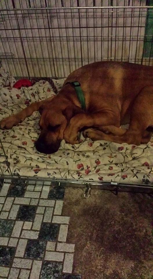 Blanding af racer Askgaards Lillelys - Første træning på hvalpeholdet er overstået og det var hårdt for den lille billede 11