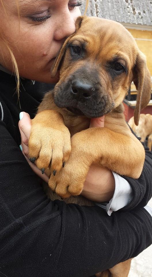 Blanding af racer Askgaards Lillelys - Ask da jeg besluttede han skulle være min billede 1