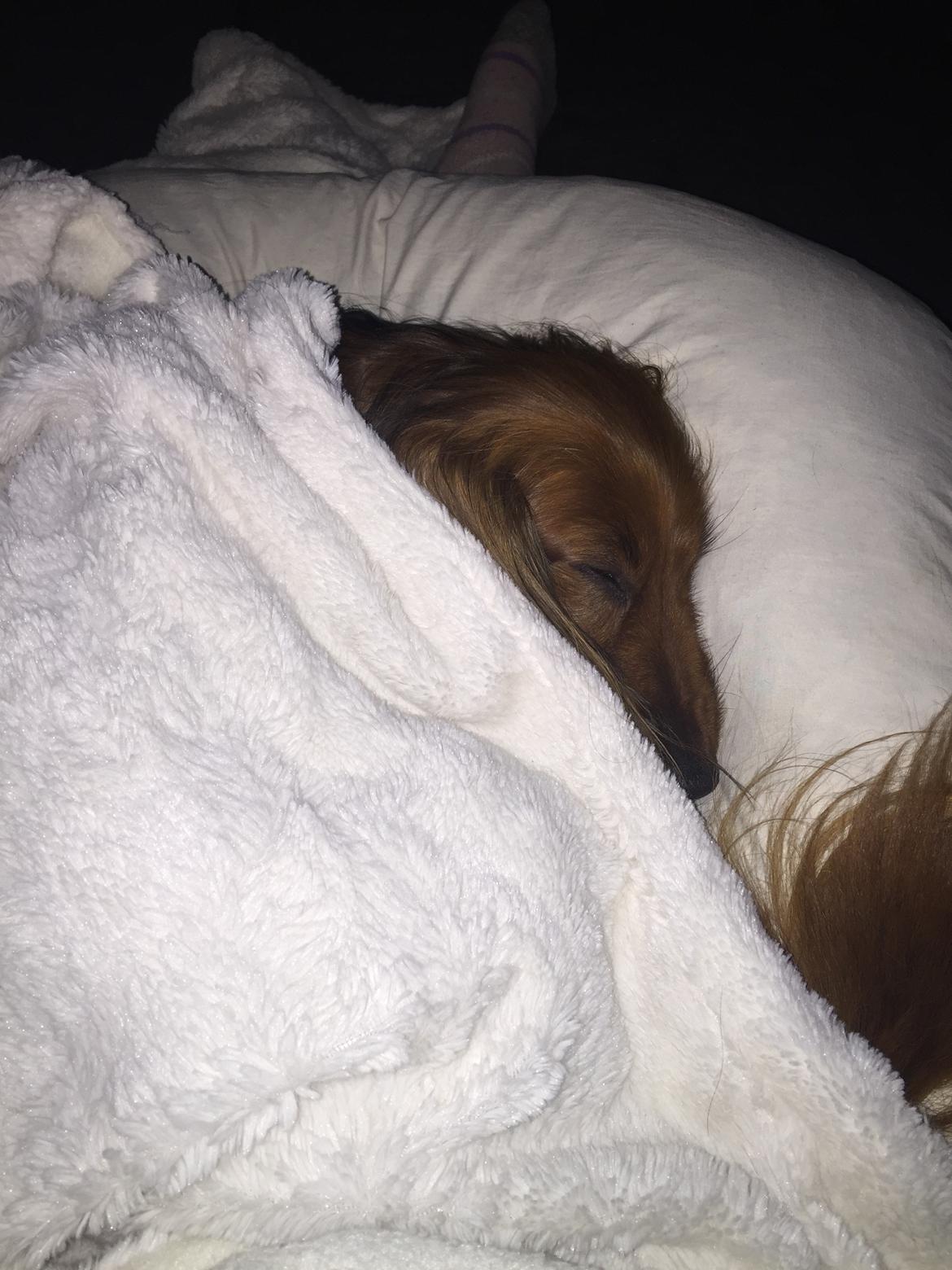 Gravhund Trunte billede 2