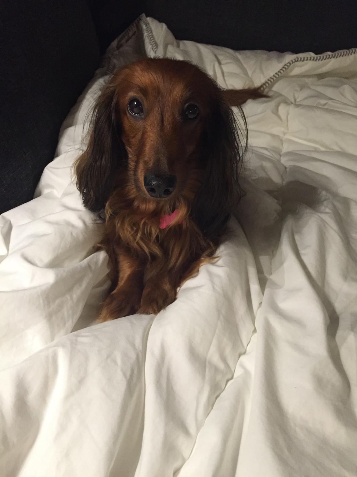 Gravhund Trunte billede 3