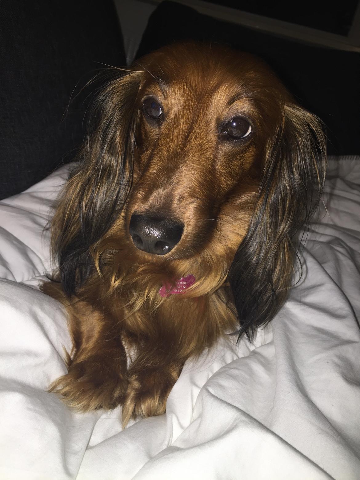 Gravhund Trunte billede 4