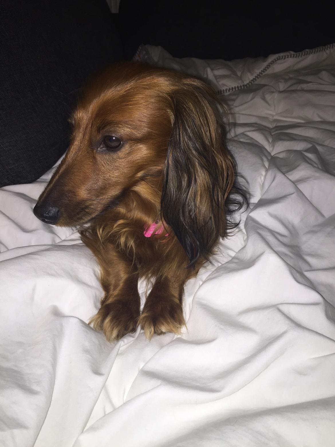 Gravhund Trunte billede 5