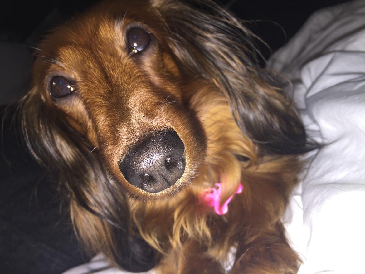 Gravhund Trunte billede 6