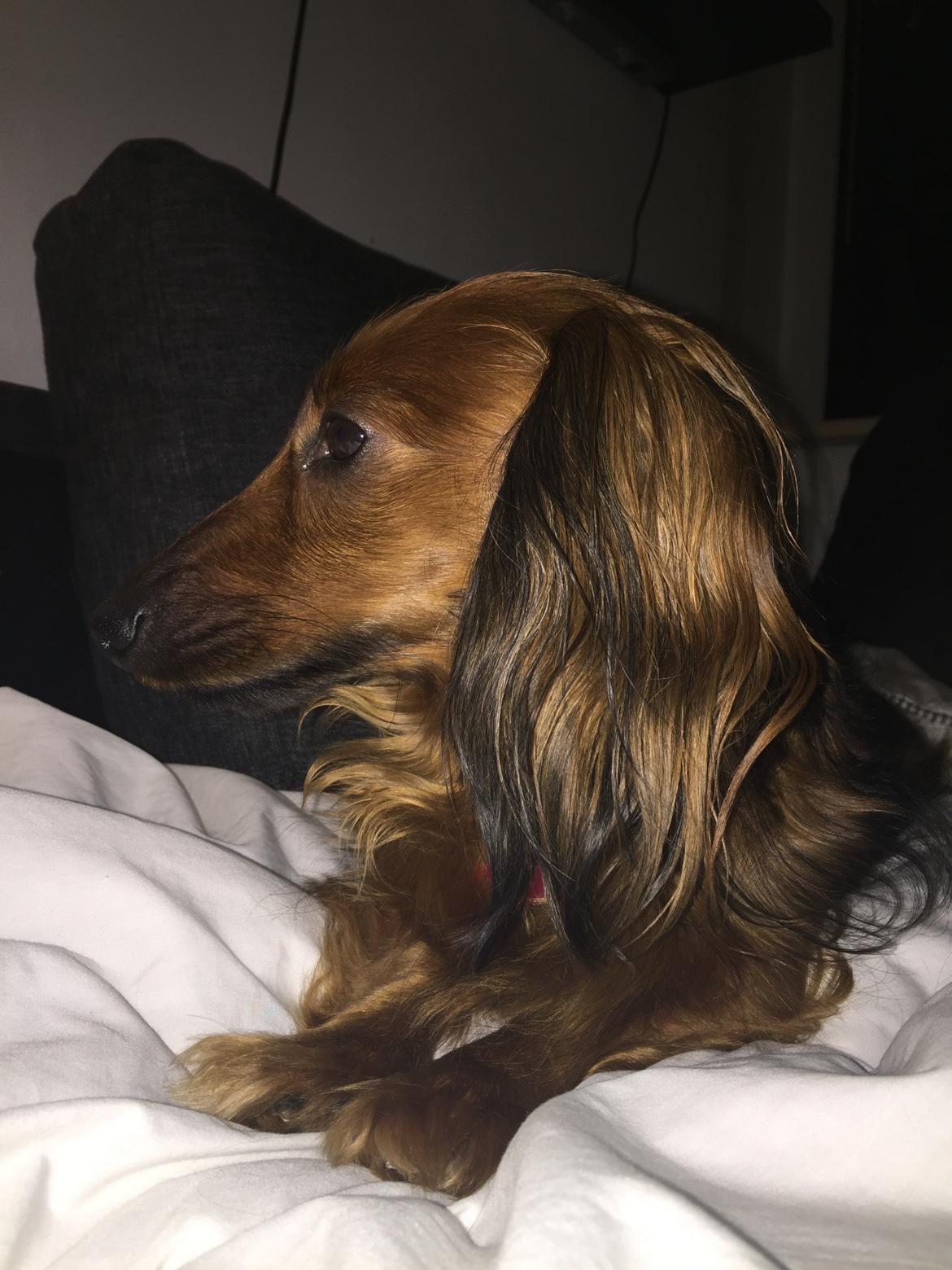 Gravhund Trunte billede 7