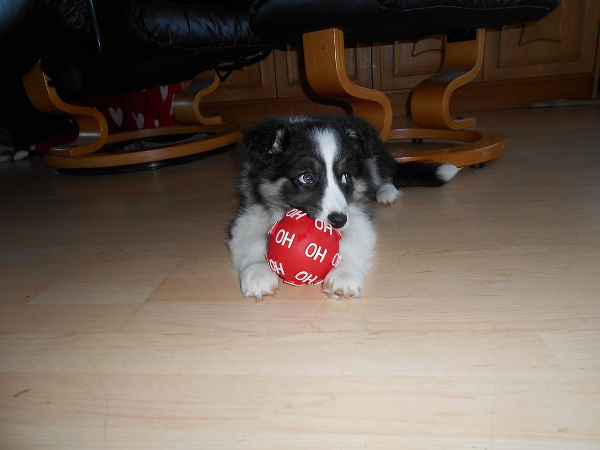 Border collie Molly billede 1