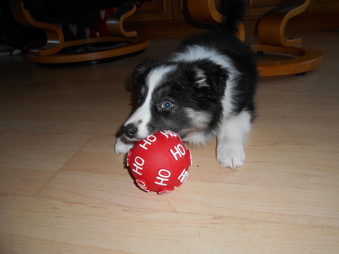 Border collie Molly billede 2