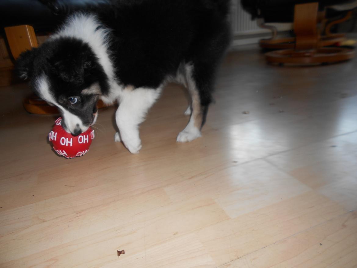 Border collie Molly billede 3