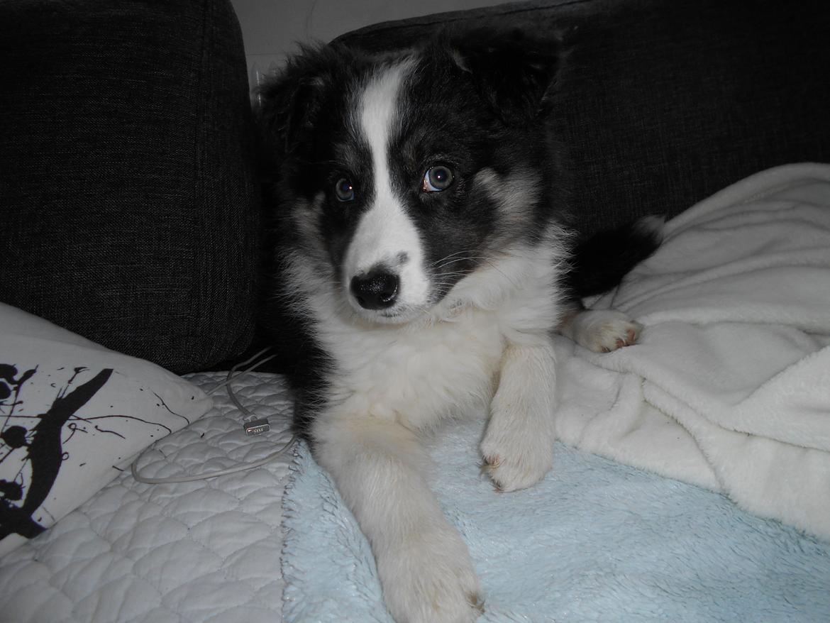 Border collie Molly billede 5