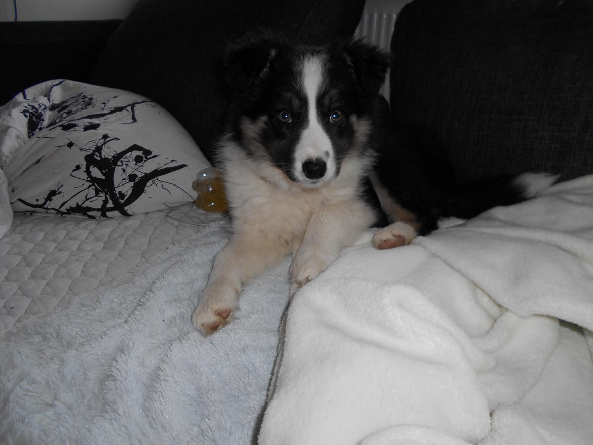 Border collie Molly billede 4