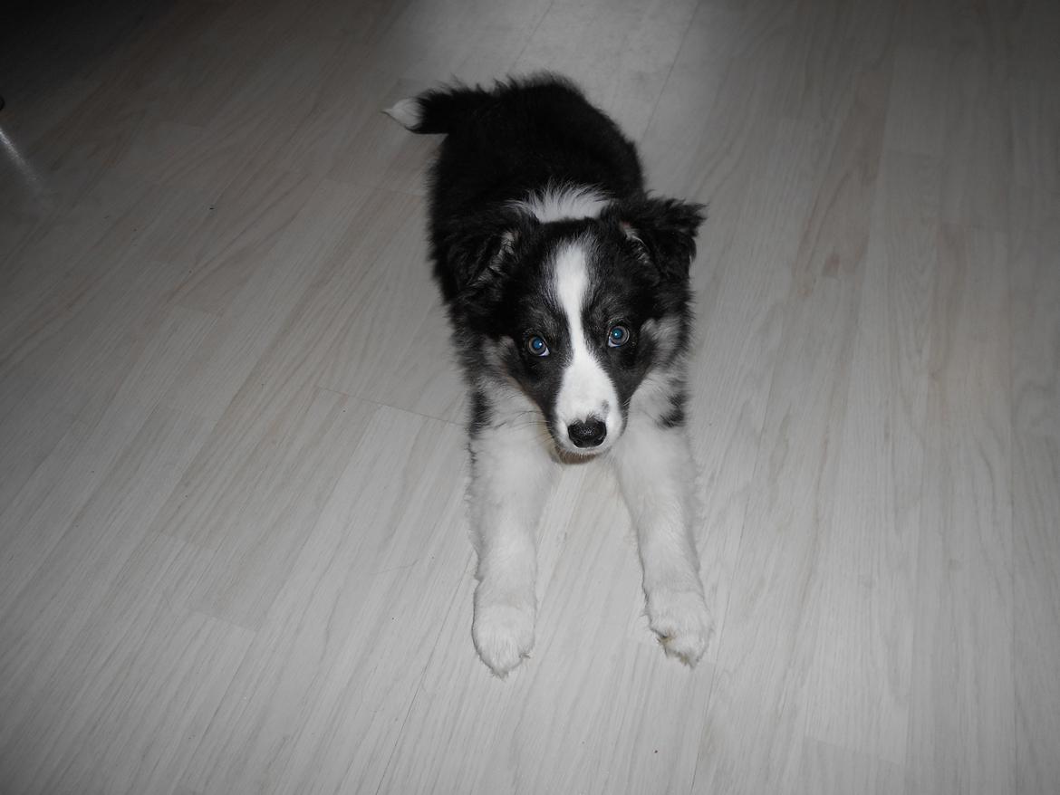 Border collie Molly billede 6