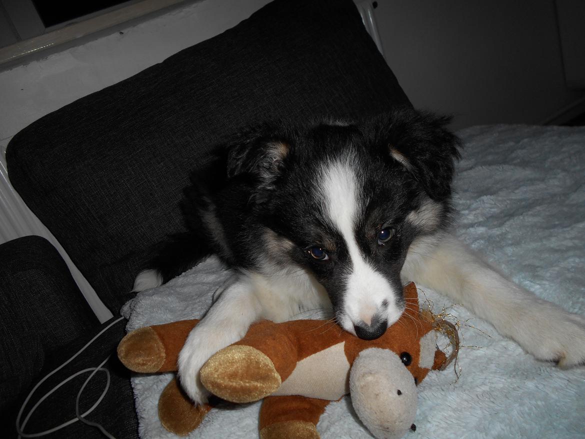 Border collie Molly billede 7