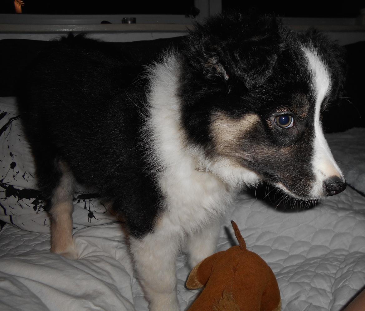 Border collie Molly billede 8