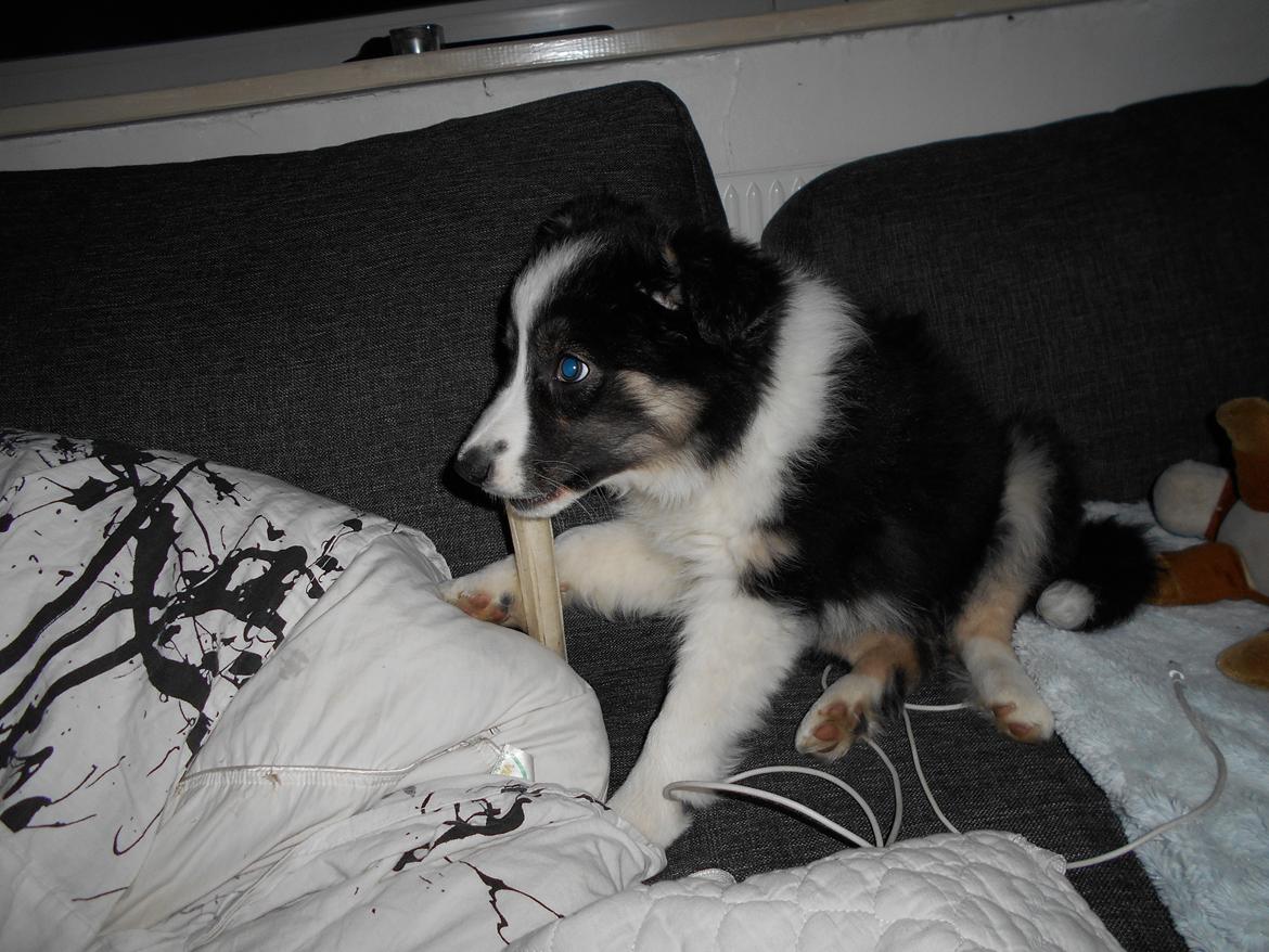 Border collie Molly billede 9