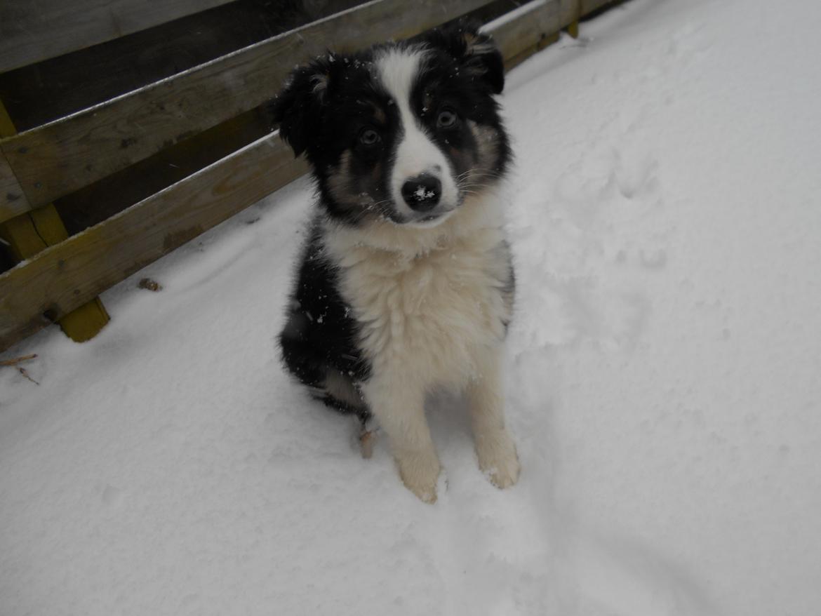 Border collie Molly billede 10