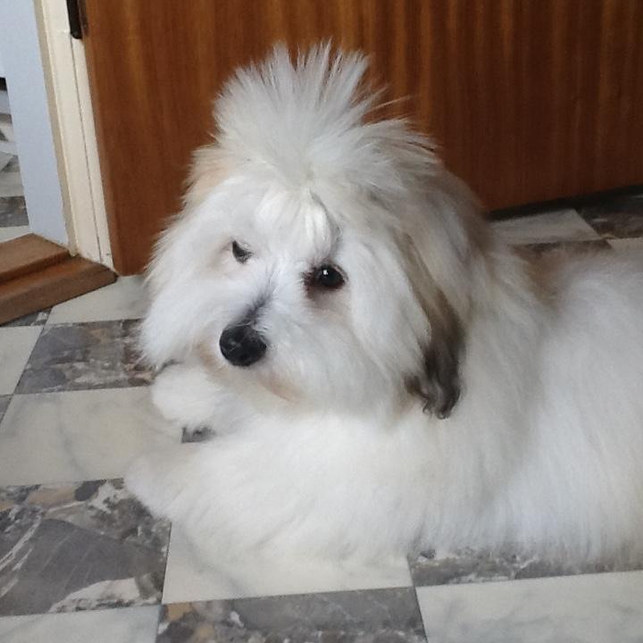 Coton de tulear Gibson billede 3