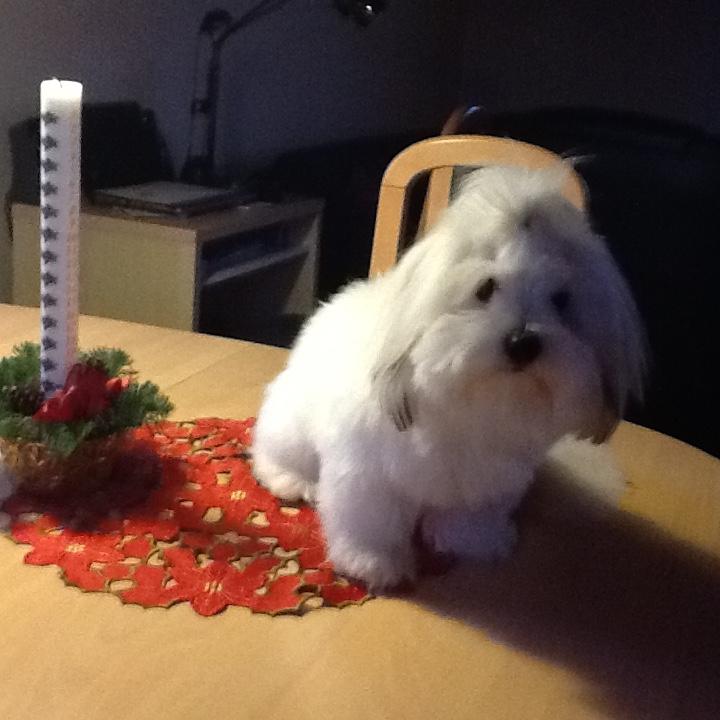 Coton de tulear Gibson billede 5