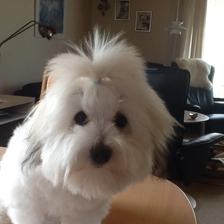 Coton de tulear Gibson billede 4