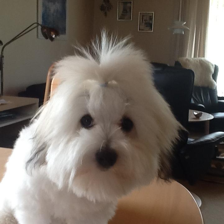 Coton de tulear Gibson billede 6