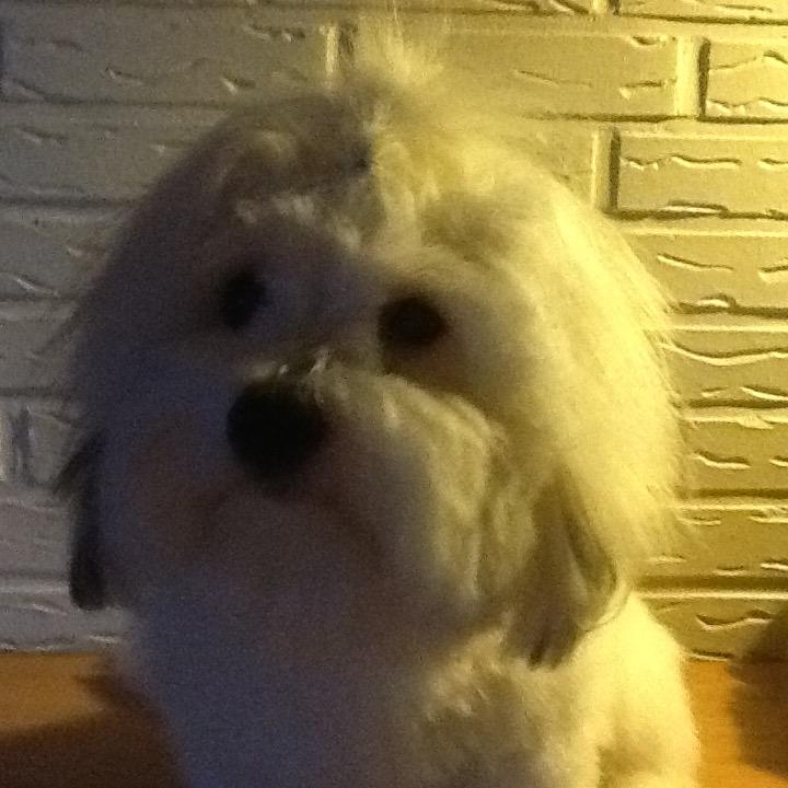 Coton de tulear Gibson billede 8
