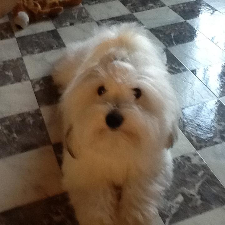 Coton de tulear Gibson billede 9