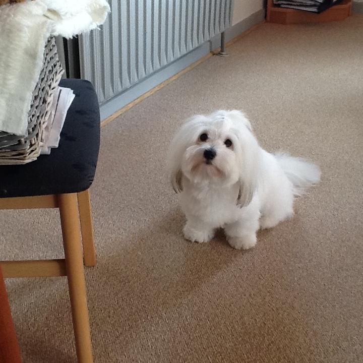 Coton de tulear Gibson billede 10