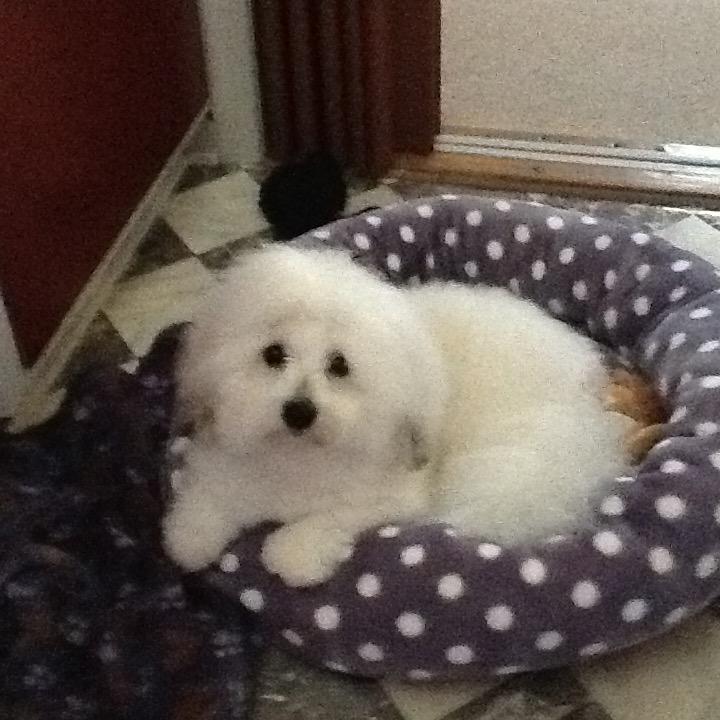 Coton de tulear Gibson billede 7