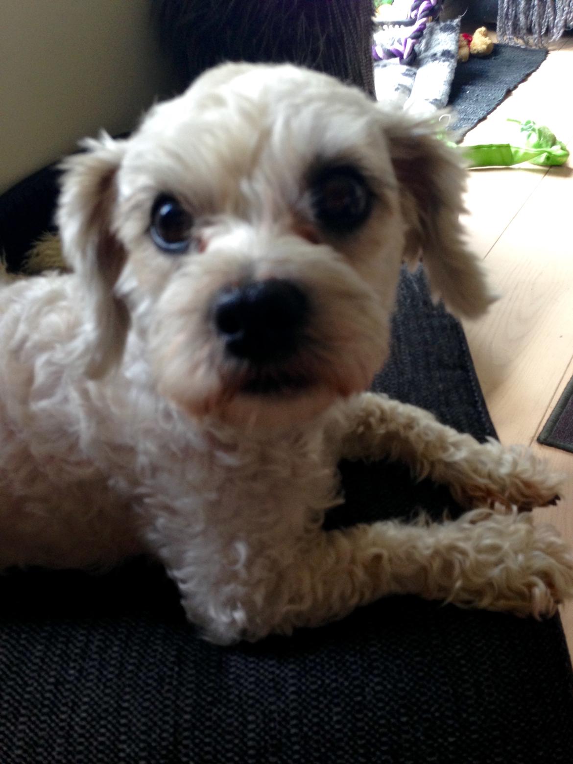 Blanding af racer Kiki  billede 6