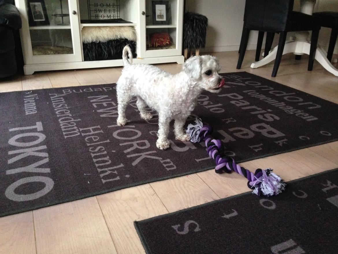 Blanding af racer Kiki  billede 7