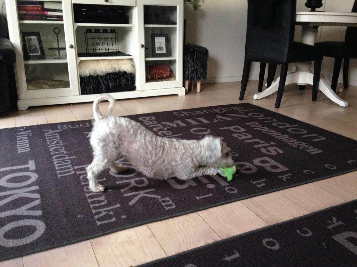 Blanding af racer Kiki  billede 9