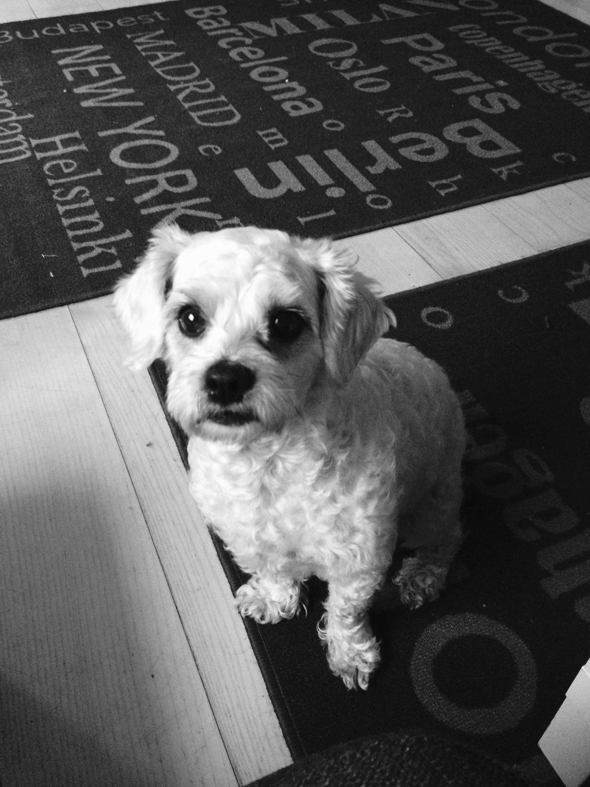 Blanding af racer Kiki  billede 8