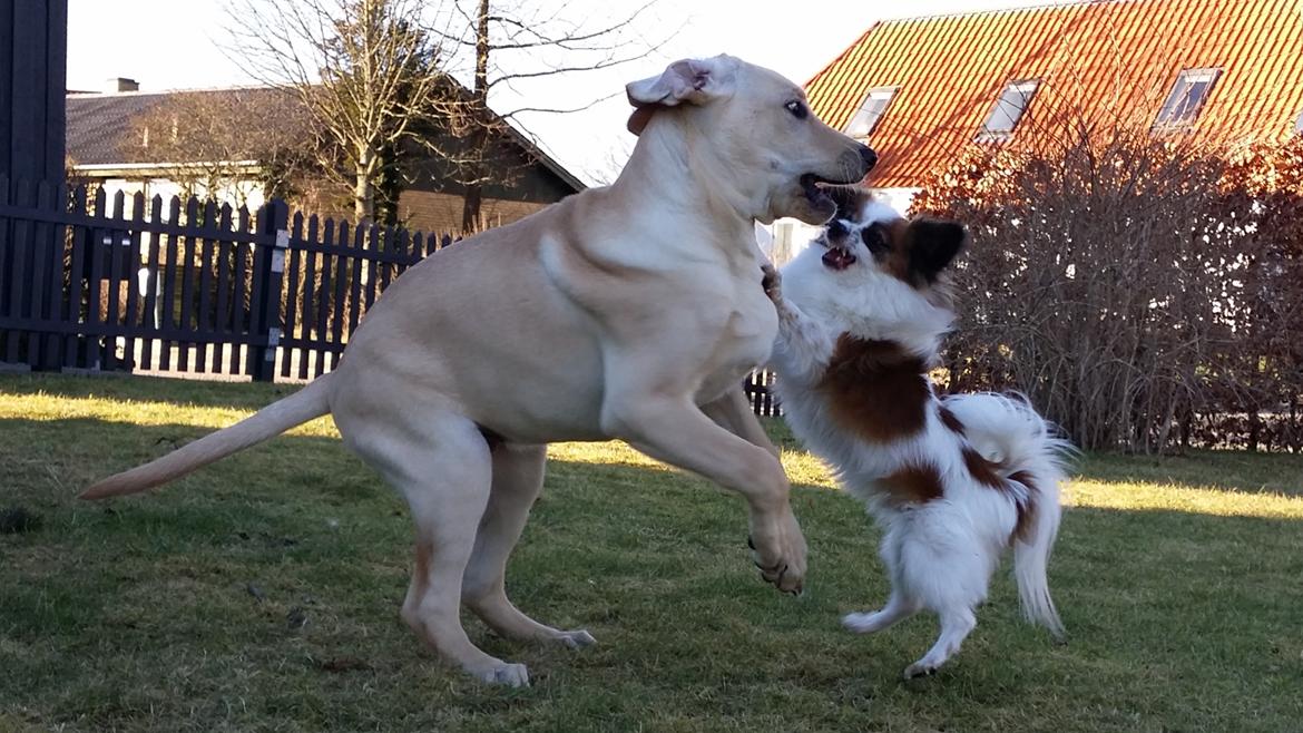 Papillon Bølle *R.I.P.* - Nu skal du ikke være for kæk, Elvis! 25/2-16 billede 32