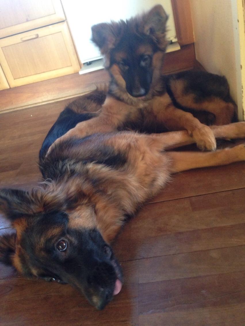 Schæferhund Nikita billede 37