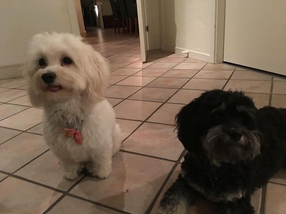 Bichon havanais Liza  billede 2