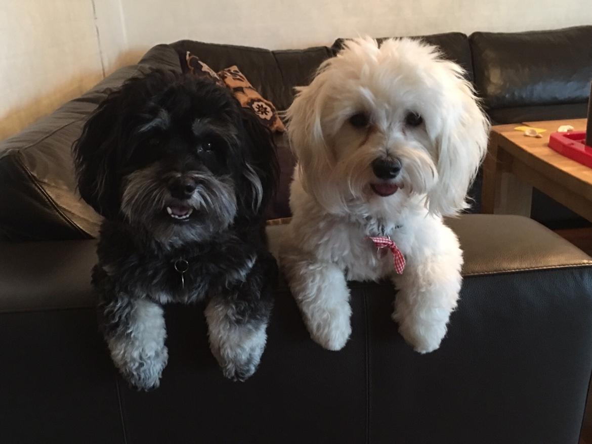 Bichon havanais Liza  billede 1