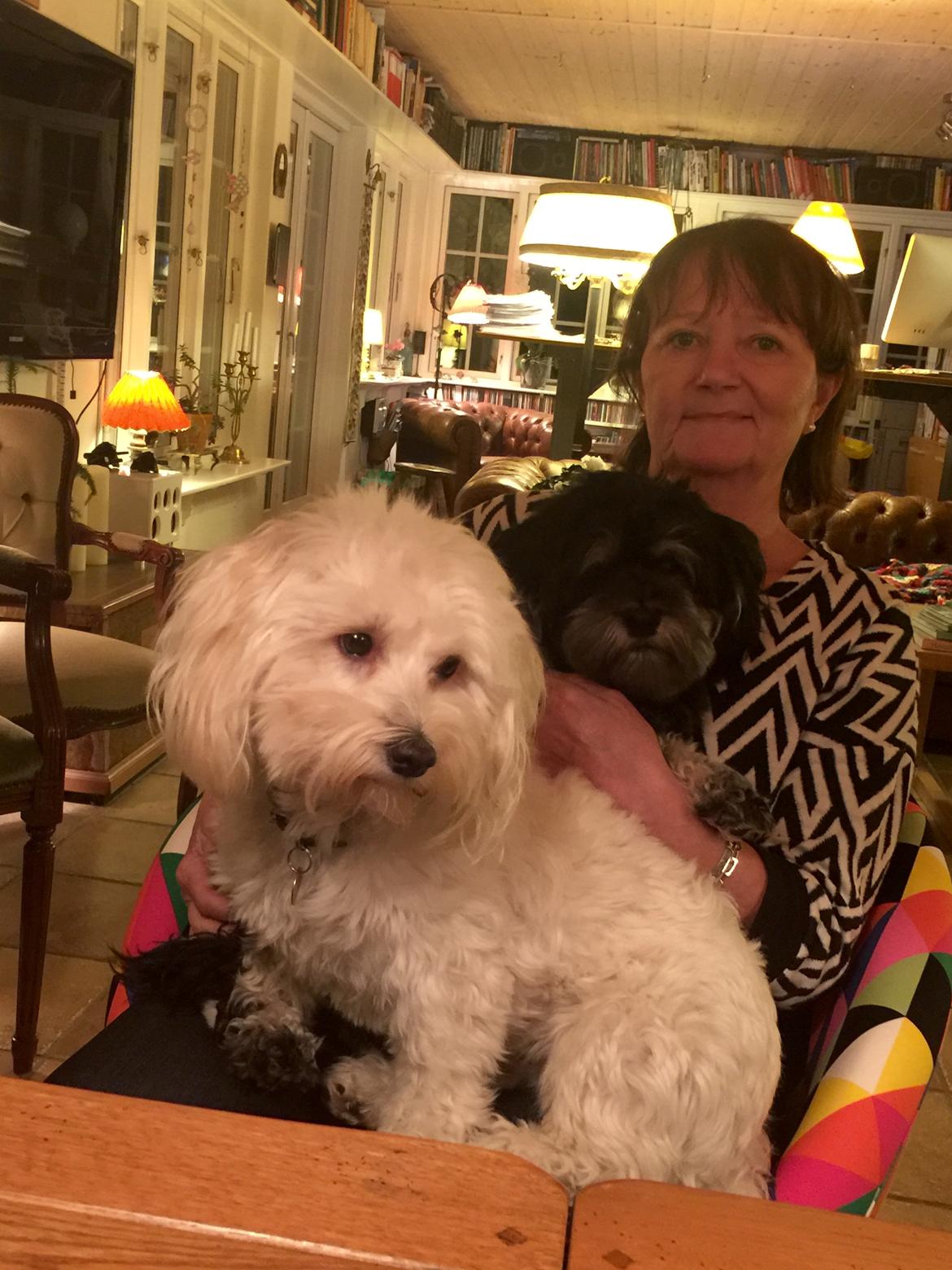 Bichon havanais Liza  billede 4