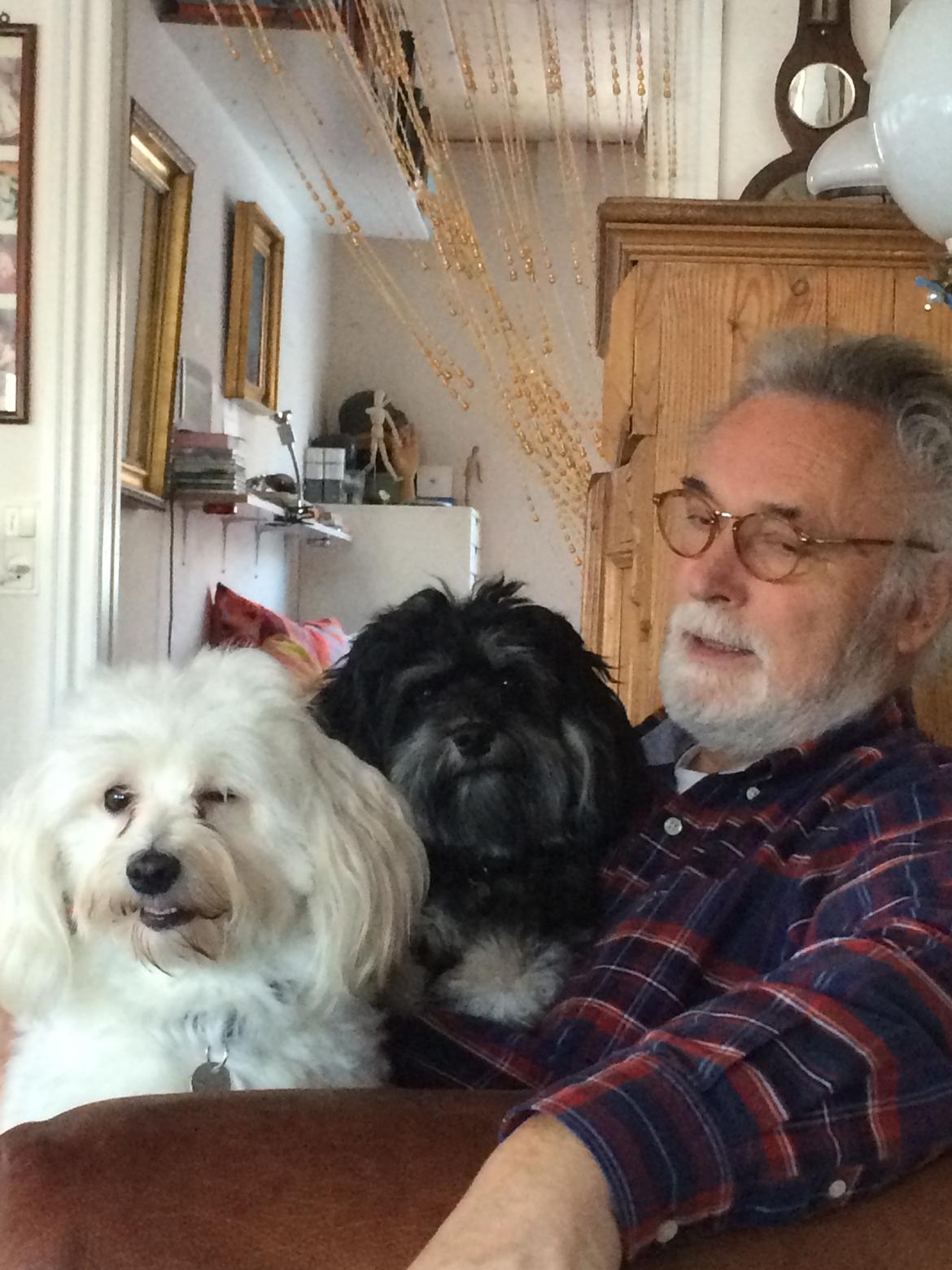 Bichon havanais Liza  billede 5