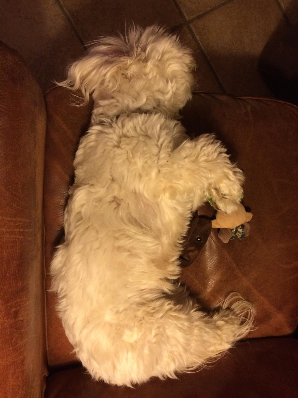 Bichon havanais Luna billede 2