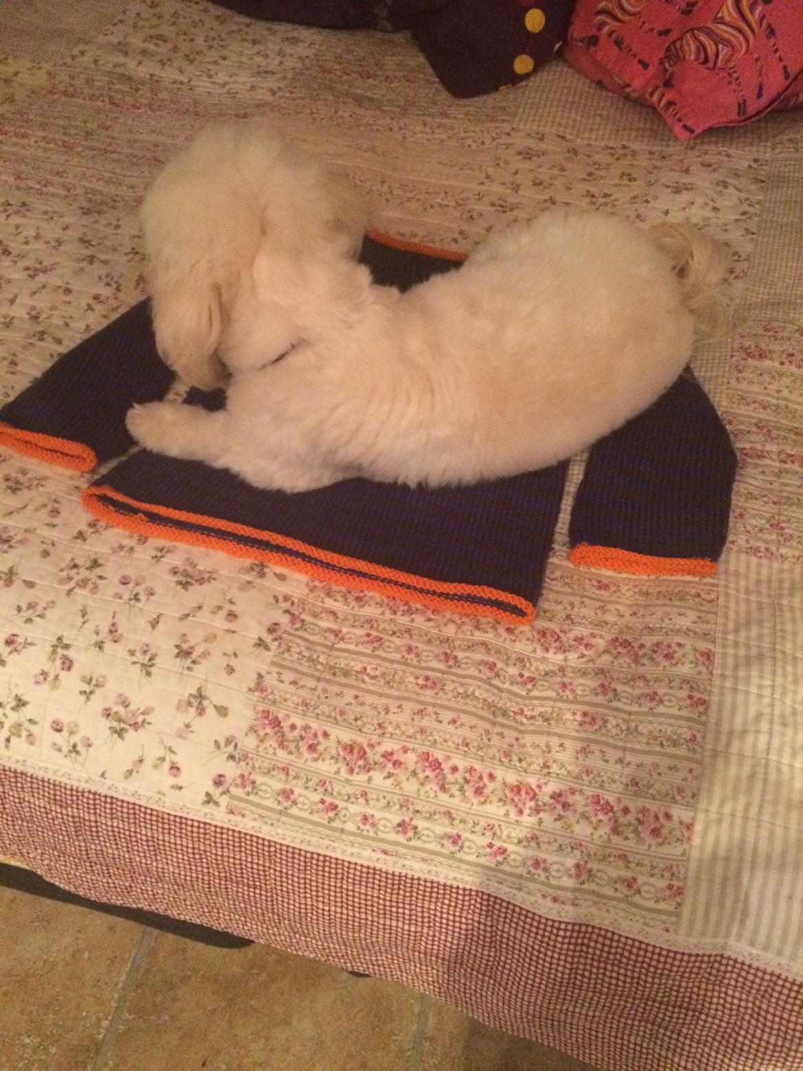 Bichon havanais Luna billede 3