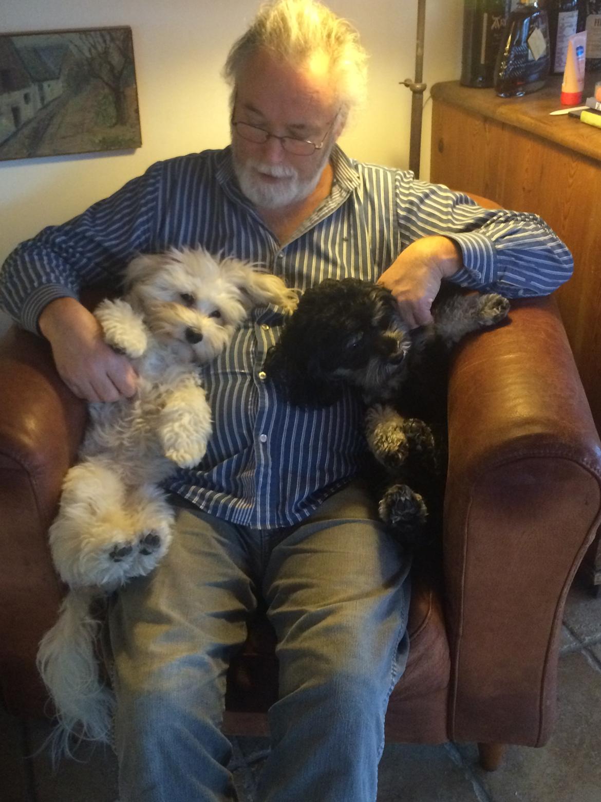 Bichon havanais Luna billede 4