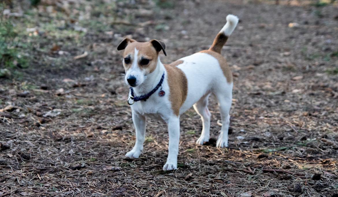 Jack russell terrier ODA billede 14
