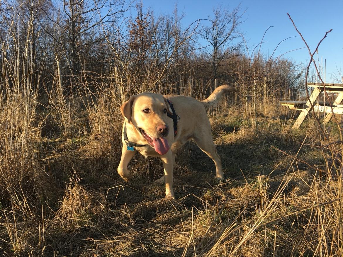 Labrador retriever Lui billede 13