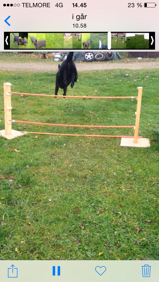 Blanding af racer Rosa billede 1