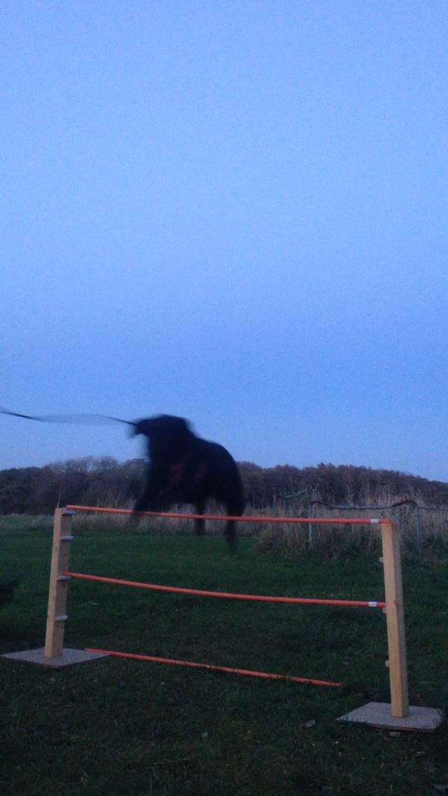 Blanding af racer Rosa billede 2