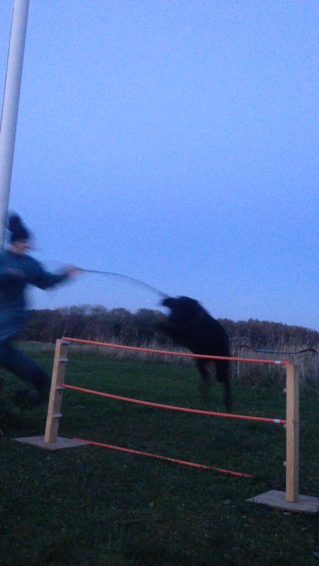 Blanding af racer Rosa billede 3