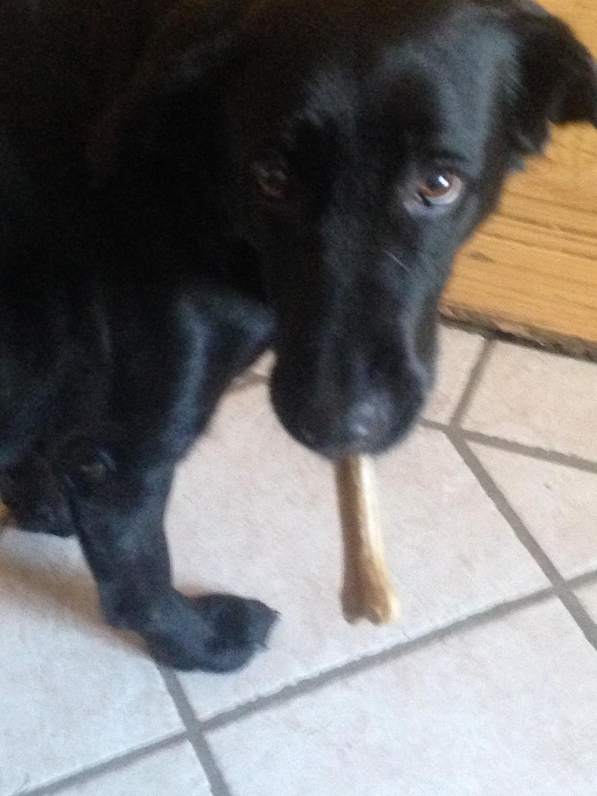 Blanding af racer Rosa billede 4