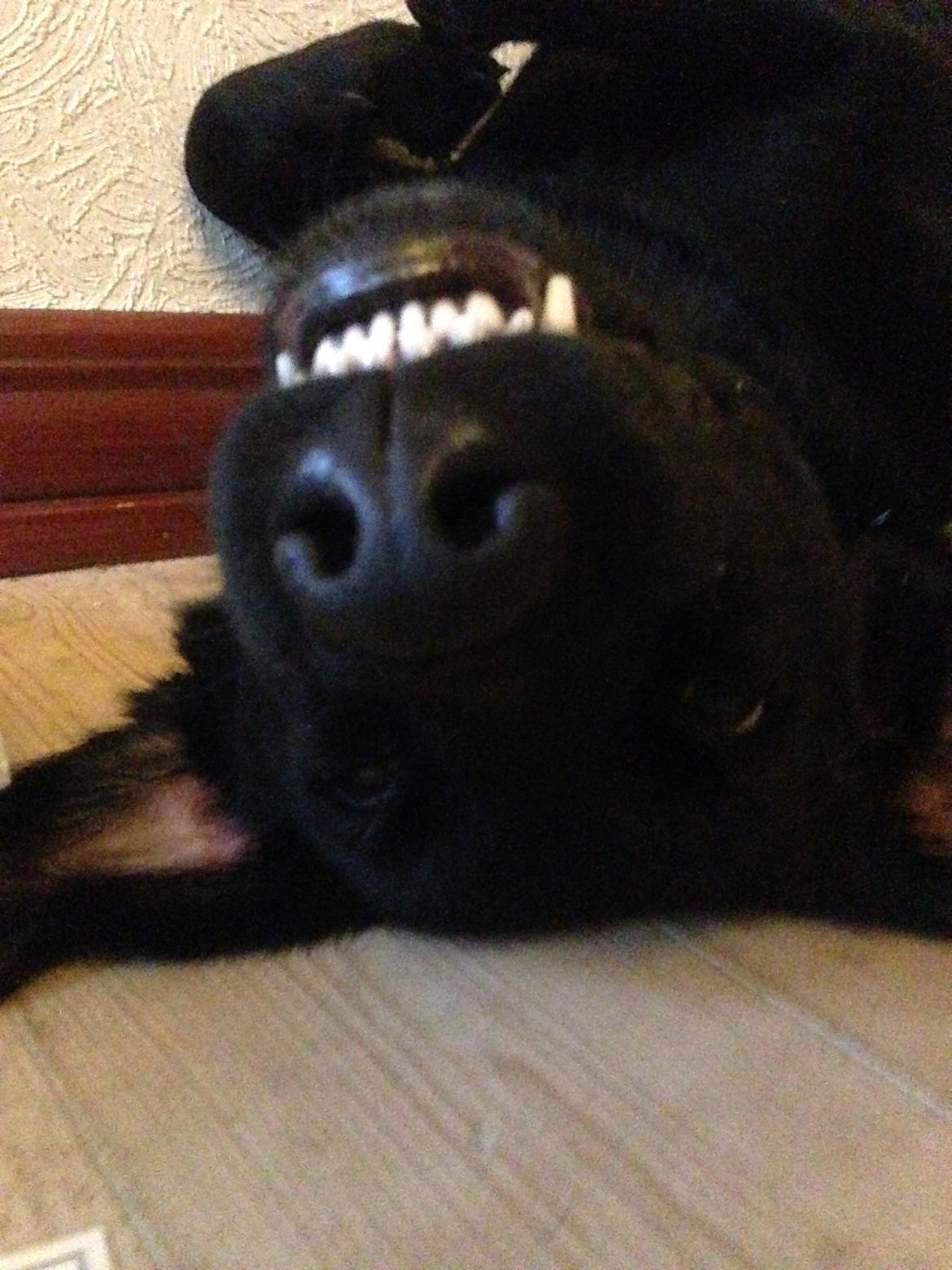 Blanding af racer Rosa billede 6